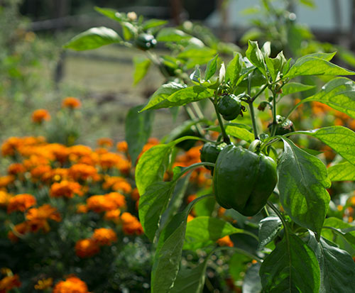 Mountain Laurel Farm Mountain Laurel Farm