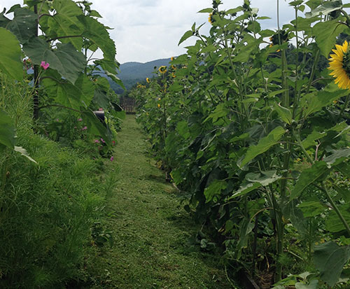 Mountain Laurel Farm Mountain Laurel Farm